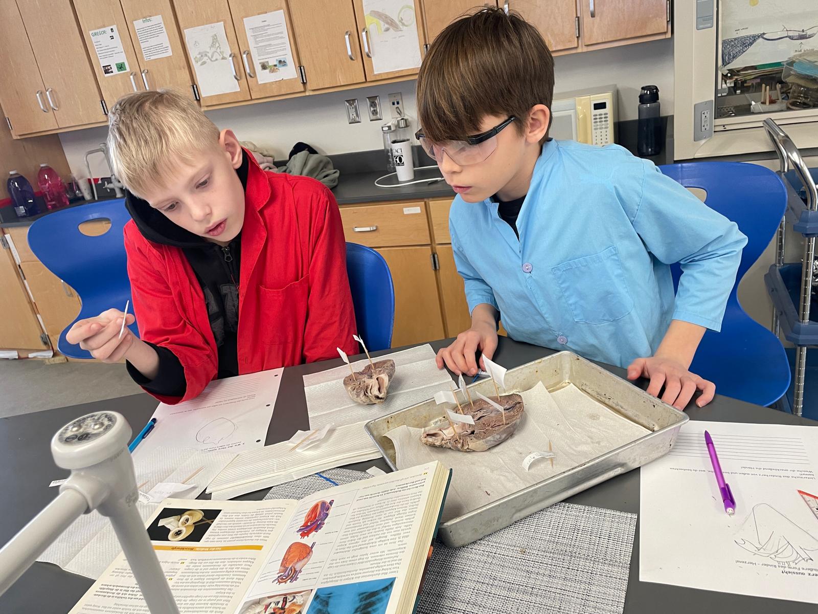 STEM - A Heartfelt Lesson - German International School Washington D.C.